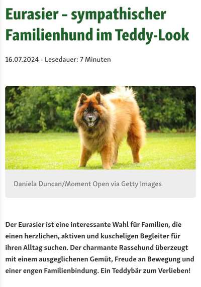 Nadel im Heuhaufen gesucht - mittelgroße Begleithunderasse-Beitrag-Bild