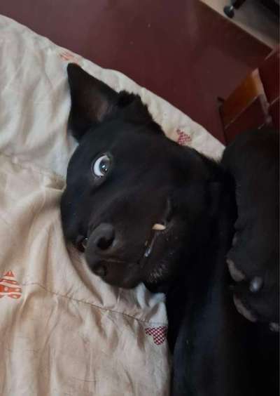 Was schätzt ihr an eurem Hund besonders?-Beitrag-Bild