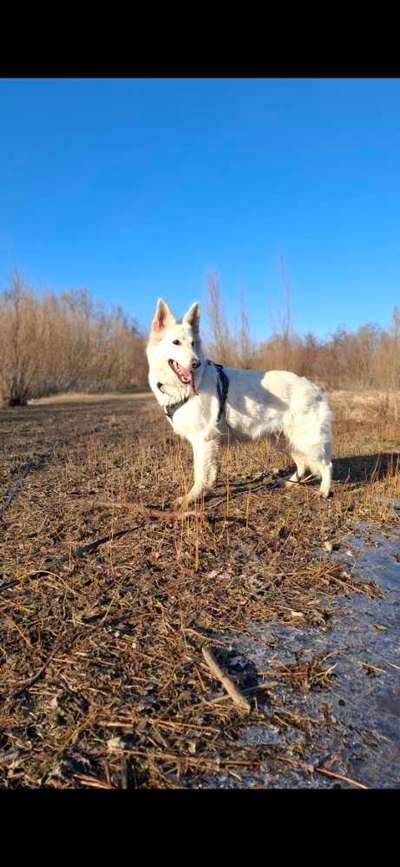 Spitzname(n) Deines Hundes-Beitrag-Bild