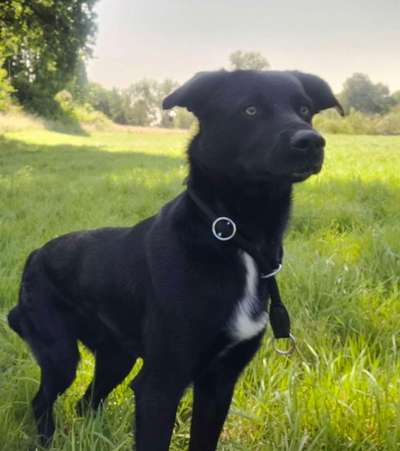 Aussiedors oder Leopard Labrador Gruppe-Beitrag-Bild