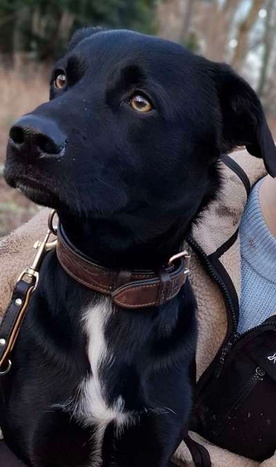 Welches Halsband trägt dein Hund und warum dieses?-Beitrag-Bild