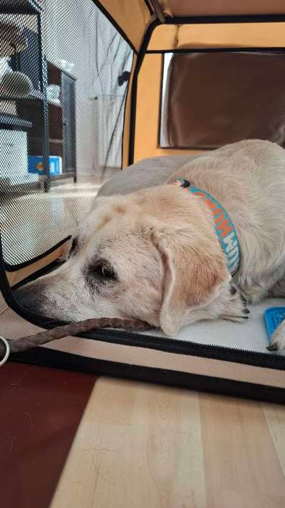 Massives putzen und kratzen-Beitrag-Bild