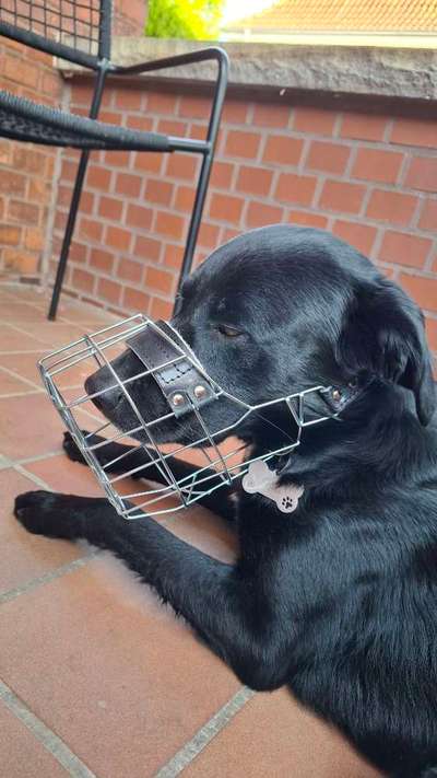 Wie sitzt mein Maulkorb / Maulkorb-Beratung-Beitrag-Bild