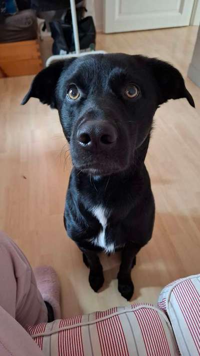 Spitzname(n) Deines Hundes-Beitrag-Bild