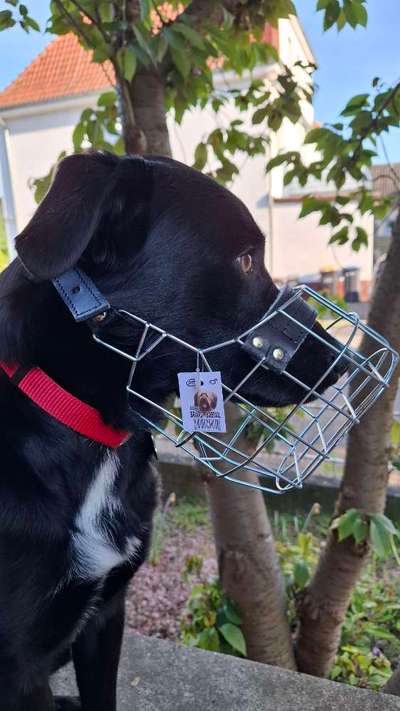 Wie sitzt mein Maulkorb / Maulkorb-Beratung-Beitrag-Bild