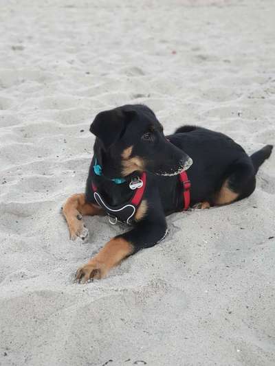 Mischlingshunde Foto Aufruf-Beitrag-Bild