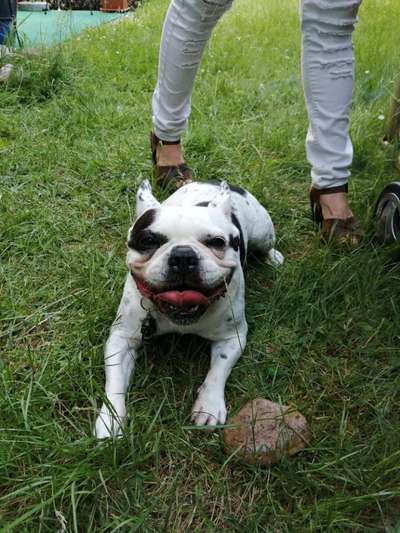 Französische Bulldogge   Rassebeschreibung, Probleme, Kosten, Erfahrungen-Beitrag-Bild