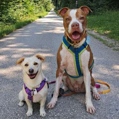 Hundetreffen-Gemeinsames Gassi gehen-Bild