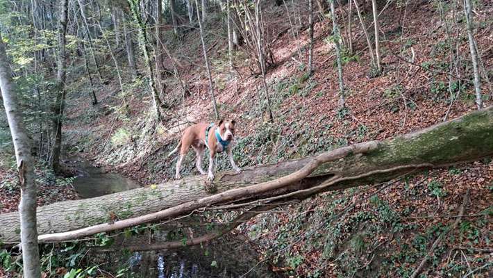 Hundetreffen-Gemeinsames Gassi gehen-Bild