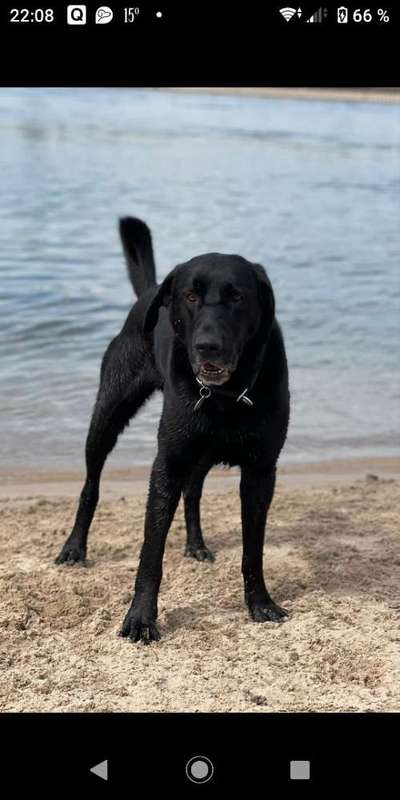 Labradorfans-Beitrag-Bild