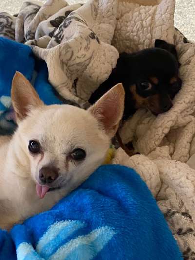 Fotochallenge Nr. 59 - Mein Hund zeigt die Zunge-Beitrag-Bild