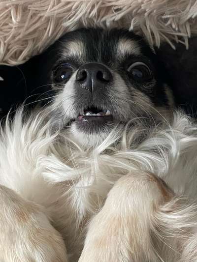 Dogorama Photo Challenge - lustigste Grimasse-Beitrag-Bild