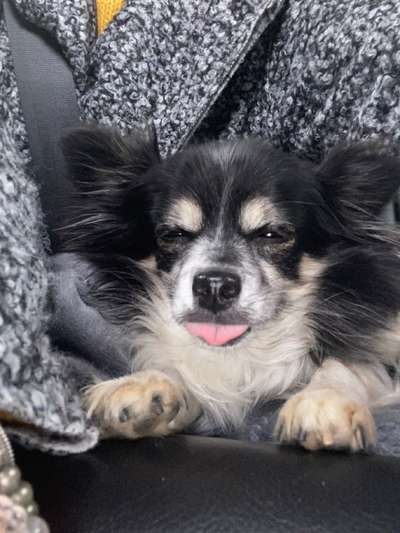 Fotochallenge Nr. 59 - Mein Hund zeigt die Zunge-Beitrag-Bild