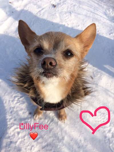 Fotochallenge 61 ~ Schnee-Beitrag-Bild