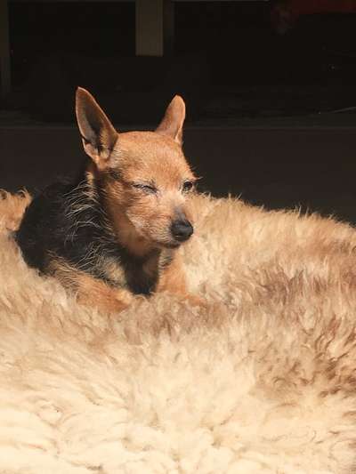 Unsere Fellnasen im Regenbogenland-Beitrag-Bild