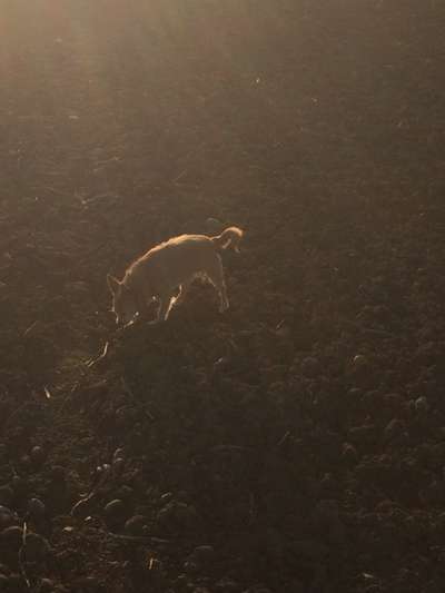 Unsere Fellnasen im Regenbogenland-Beitrag-Bild