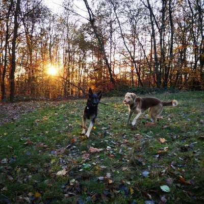 Hundmenschfotos-Beitrag-Bild