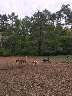 Hundeauslaufgebiet-Hundewiese Steinheim-Bild