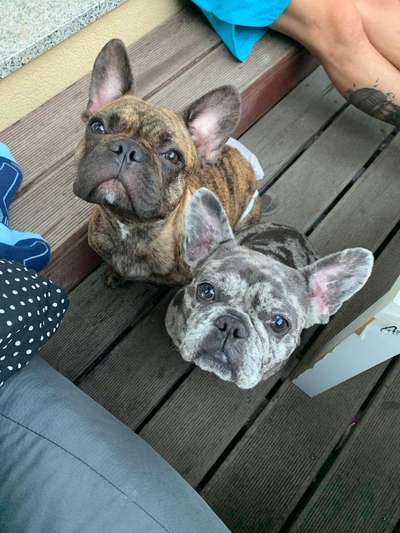 Bester Freund, Hundekumpel - zeigt her!-Beitrag-Bild