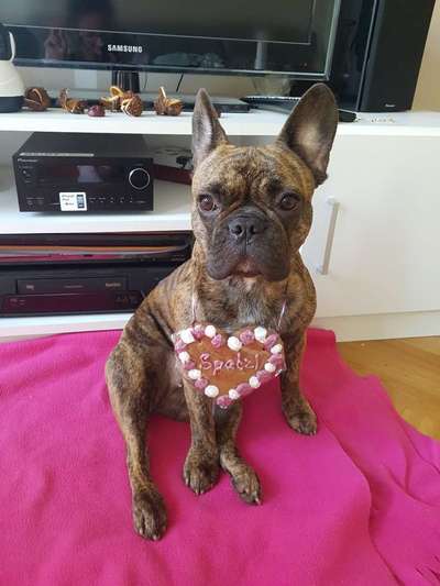 Französische Bulldoggen-Beitrag-Bild