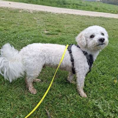 Hundetreffen-Kleine Hunde gesucht - Treffen für gemeinsame Spaziergänge-Profilbild