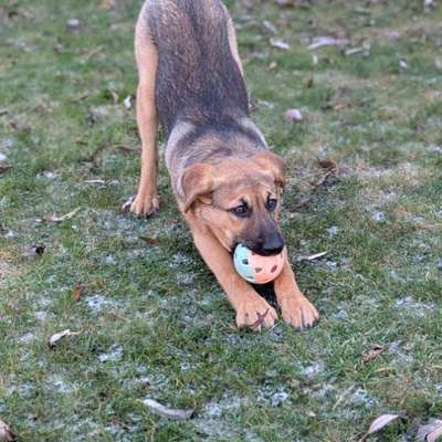 Hundetreffen-Spielgefährte Hundewiese Berner Heerweg-Bild