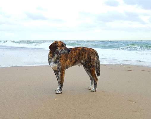 Unsere Fellnasen-Vielfalt im Überblick!-Beitrag-Bild