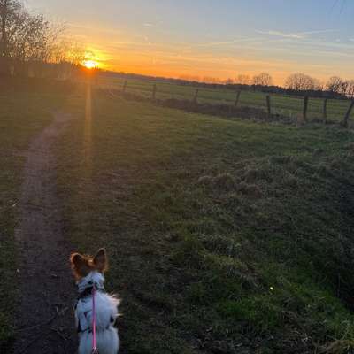 Hundetreffen-Gassirunde