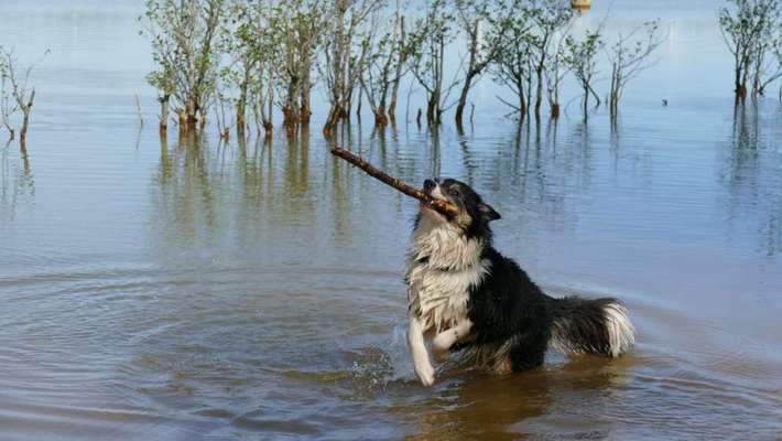 Dogorama-Monats-Challenge-Mai "Wasser"-Beitrag-Bild