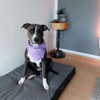 "Bulligere Arten" auch hier? :) Amstaff etc..-Beitrag-Bild