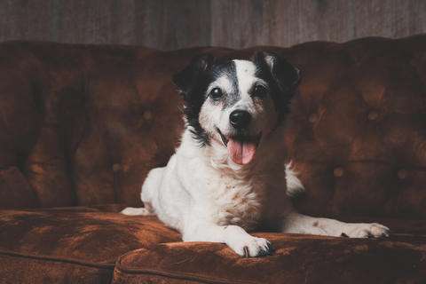 Unsere Fellnasen im Regenbogenland-Beitrag-Bild