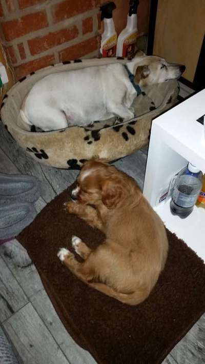 Welpen Bilder !-Beitrag-Bild