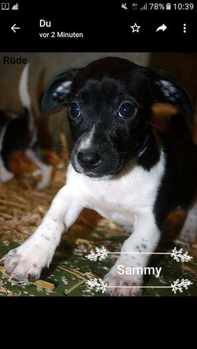 Welpen Bilder !-Beitrag-Bild