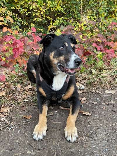 Mischlinge raten - Rätselspaß-Beitrag-Bild