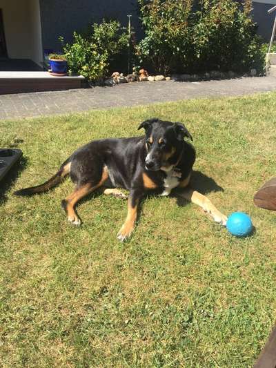 Mischlinge raten - Rätselspaß-Beitrag-Bild