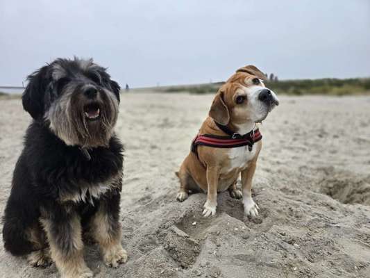 Hundetreffen-Spielen oder gemeinsam spazieren-Bild