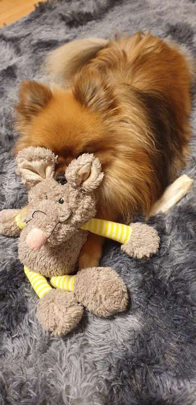 Die Dogorama Wochen Challenge-Beitrag-Bild