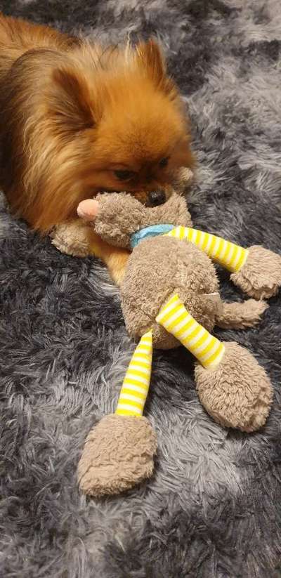 Die Dogorama Wochen Challenge-Beitrag-Bild