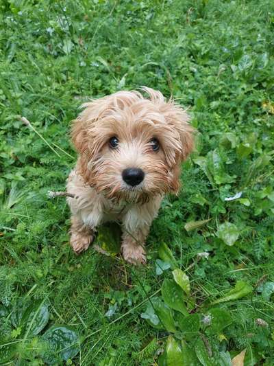 Hundetreffen-Playdate for calm puppies-Bild