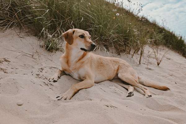 Hundetreffen-Spazieren gehen-Bild