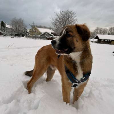 Hundetreffen-Welpen treffen (Laufenburg/luttingen)-Bild