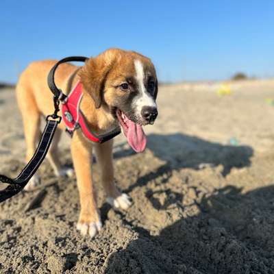 Hundetreffen-Welpen treffen (Laufenburg/luttingen)-Bild