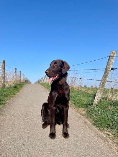 Seltene Rassen!-Beitrag-Bild