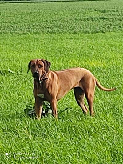 Rhodesian Ridgeback-Beitrag-Bild
