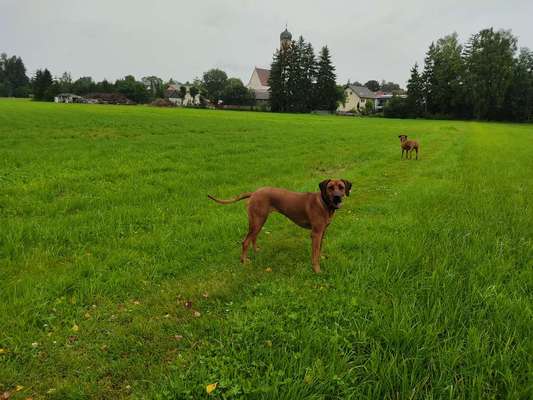 Rhodesian Ridgeback-Beitrag-Bild