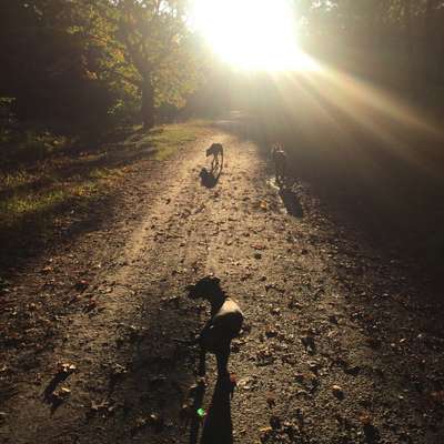 Hundetreffen-Waldspaziergang Königsheide-Bild