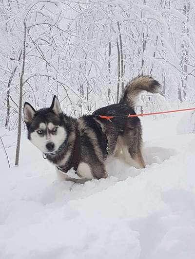 Husky-Beitrag-Bild