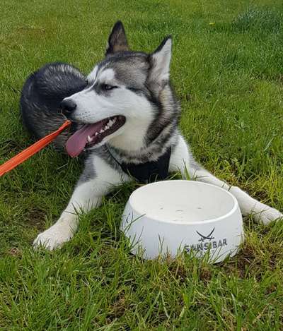 Fotochallenge Guten Appetit! Dein Hund beim futtern-Beitrag-Bild