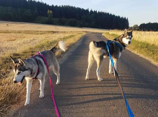 Husky-Beitrag-Bild