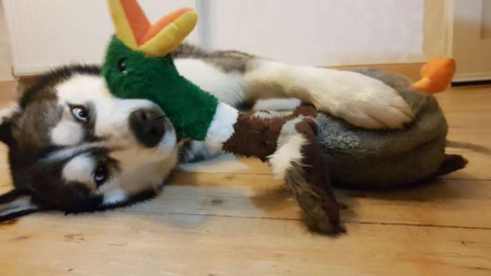 Dogorama Photo Challenge - Lieblingsspielzeug!-Beitrag-Bild